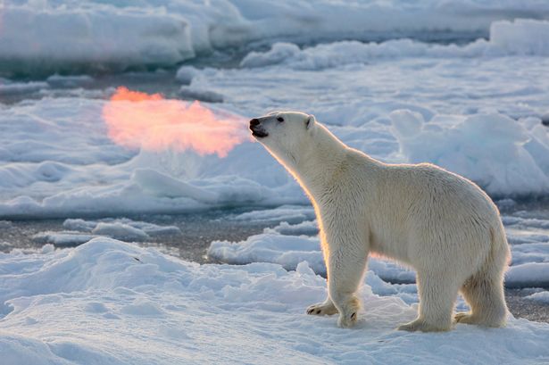 Isbjørn som spyr ild