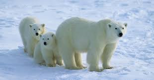 Eisbär mit Jungen